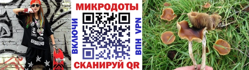 Псилоцибиновые грибы Psilocybine cubensis  Обь 